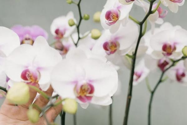 金典人生重疾險(xiǎn)值得購(gòu)買嗎？怎么買？