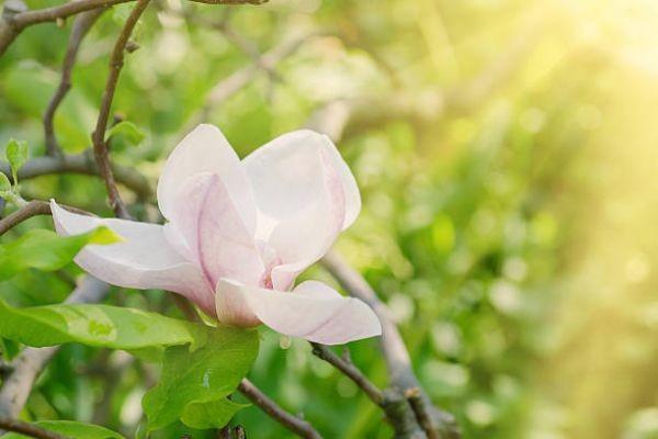 無憂一生重大疾病保險(xiǎn)怎么樣？如何購買？