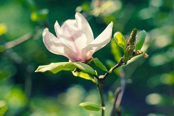 北京大黃蜂7號(hào)少兒重疾險(xiǎn)保什么？有什么優(yōu)點(diǎn)？