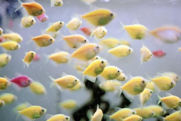 泰康健康百分百d款重大疾病保險(xiǎn)保什么？有什么不足？