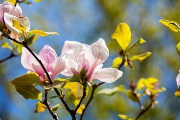 鼎誠人壽一生關(guān)愛養(yǎng)老年金下架了嗎？有什么優(yōu)點(diǎn)？