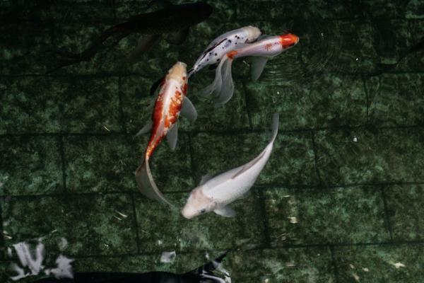 康樂一生重大疾病保險(xiǎn)C款怎么樣？有什么不足？