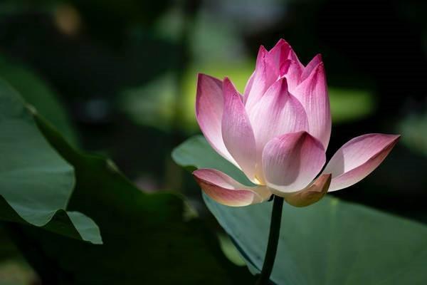 心臟病算意外險(xiǎn)嗎？意外險(xiǎn)保障范圍有哪些？