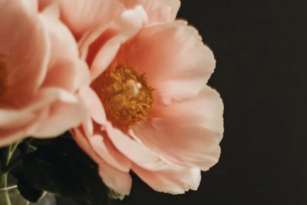 人保壽險i無憂重大疾病保險費(fèi)率表是怎樣的？怎么投保？