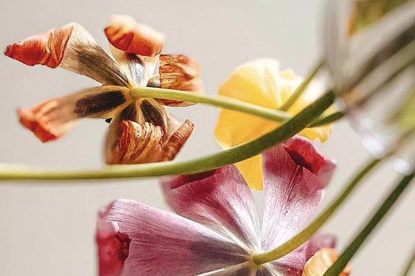 大黃蜂7號(hào)和青云衛(wèi)2號(hào)有什么不同？怎么選？