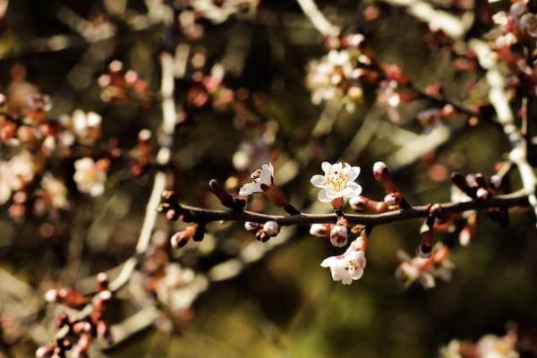 恒安標(biāo)準(zhǔn)老年惡性腫瘤危重疾病保險(xiǎn)有哪些投保規(guī)則？可以提供哪些保障？