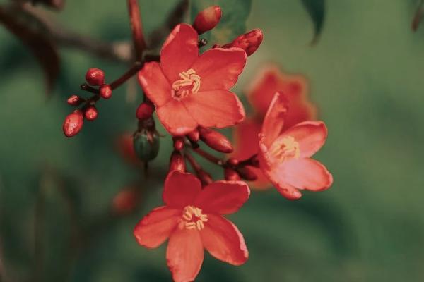 恒大人壽歲歲紅保險可靠嗎？保什么？