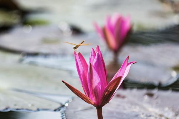 和泰樂享無憂互聯(lián)網(wǎng)專屬重大疾病保險(xiǎn)怎么樣？有哪些可選責(zé)任？