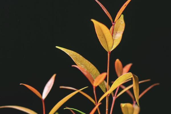 恒安標(biāo)準(zhǔn)老年惡性腫瘤保險(xiǎn)包括甲狀腺癌把？有哪些特點(diǎn)？