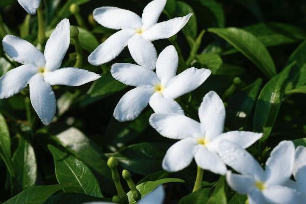太平陽光天使少兒重大疾病保險有哪些優(yōu)點？怎么買？