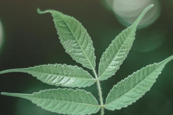 泰康老年惡性腫瘤疾病保險(xiǎn)有哪些投保的規(guī)則？可以提供哪些保障？