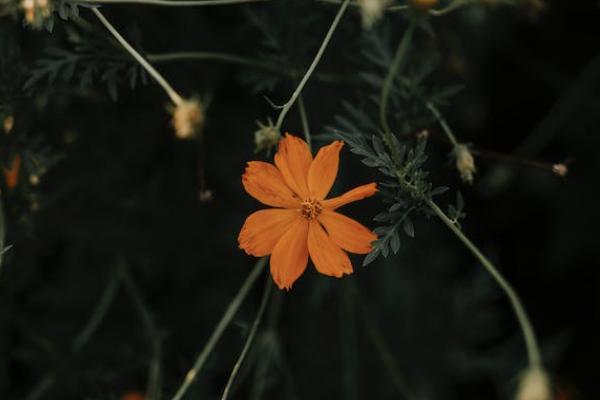 老年惡性腫瘤危重疾病保險(xiǎn)的承保公司是哪個(gè)？有什么優(yōu)點(diǎn)？