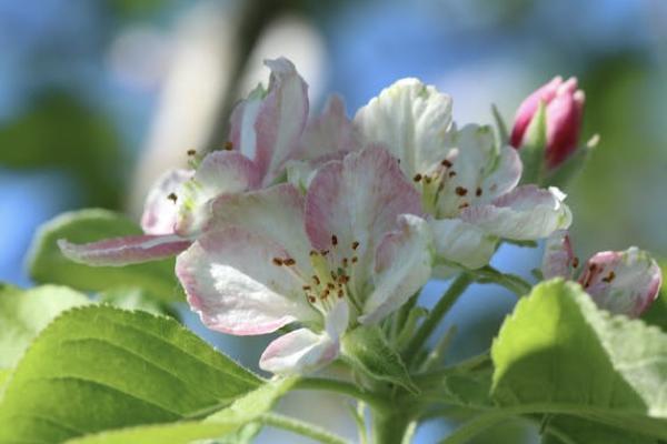 信泰如意享養(yǎng)老年金保險有哪些投保的相關(guān)規(guī)則？保障什么內(nèi)容？