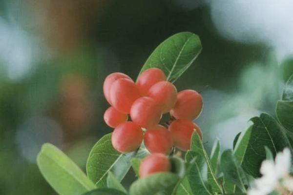 華泰少兒暖寶保超能版