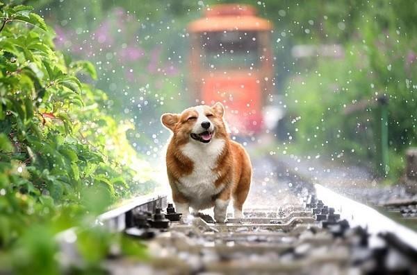幼兒園意外險(xiǎn)包括狂犬疫苗嗎？可以報(bào)銷狂犬疫苗嗎？
