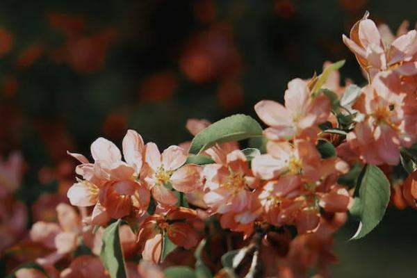 陽光人壽倍享陽光終身重大疾病保險(xiǎn)保什么？有什么不足？