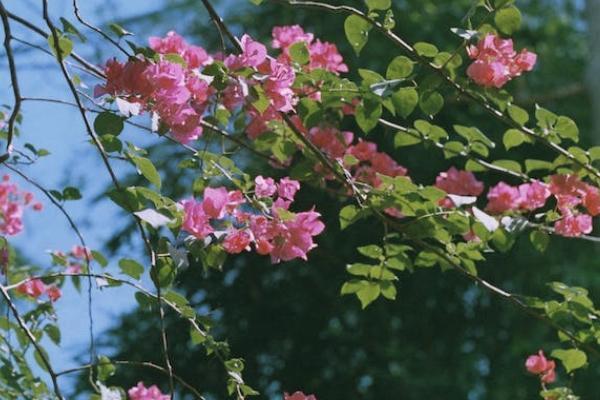青云衛(wèi)2號(hào)少兒重疾險(xiǎn)缺點(diǎn)有哪些？靠譜嗎？