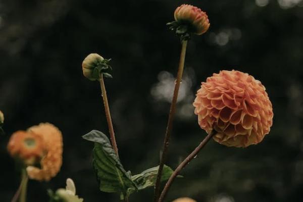 守護(hù)百分百的重疾責(zé)任的保險(xiǎn)期間是多久？等到期長(zhǎng)嗎？