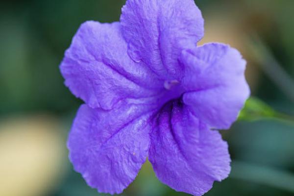 陽(yáng)光人壽健康福重疾1號(hào)大病版有哪些保障？怎么樣？