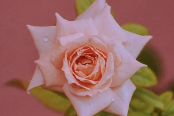 華泰少兒門急診保險(xiǎn)投保規(guī)則有哪些？一年保費(fèi)多少？