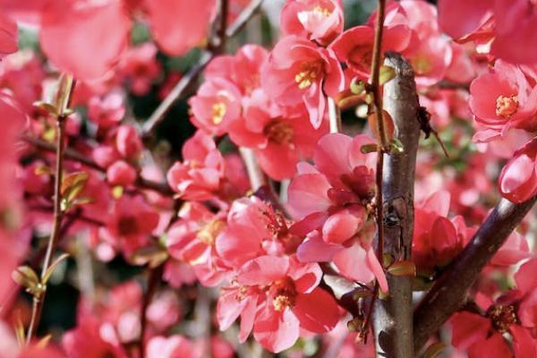 疾走豹1號(hào)重疾險(xiǎn)是哪家公司的？有哪些優(yōu)勢？