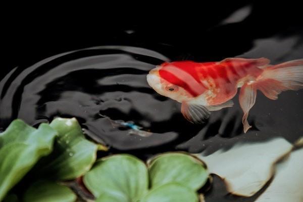 意外險(xiǎn)美容能報(bào)銷嗎？報(bào)銷的金額有什么限制？