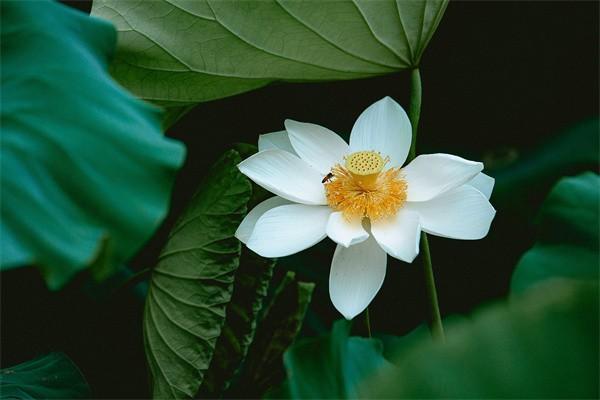 餓了么意外保險(xiǎn)理賠標(biāo)準(zhǔn)是什么？理賠要準(zhǔn)備什么材料呢？