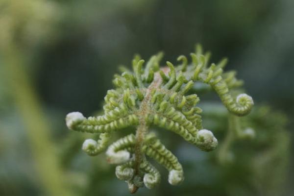 招商仁和青云衛(wèi)2號(hào)少兒重疾險(xiǎn)怎么樣？有必要購買嗎？