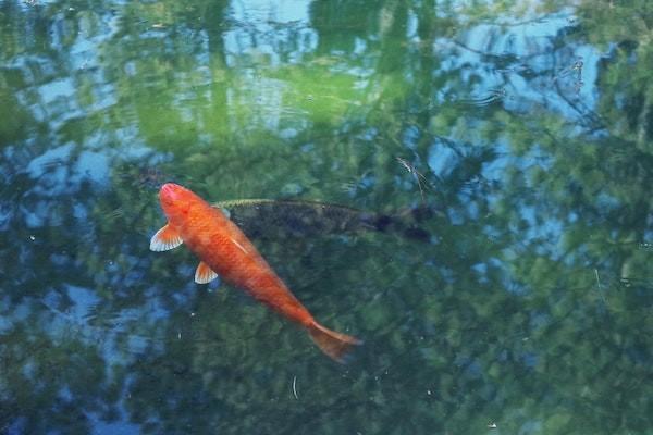 魚刺卡喉意外險可以報嗎？意外險報銷有哪些要求？