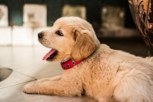 平安意外險(xiǎn)打狂犬疫苗能理賠多少？理賠流程是什么？