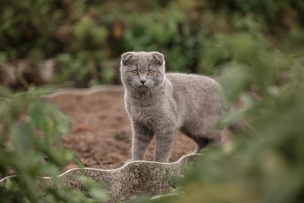 貓抓傷可以報意外險嗎？意外險報銷要多長時間？