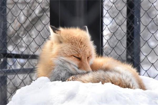 獨生子女意外保險怎么報銷？能報銷多少錢？