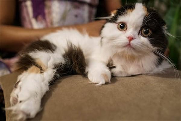 動物咬傷屬于意外保險范圍嗎？具體保障有哪些？