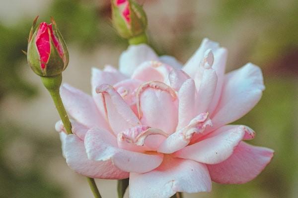 金佑人生提前給付重大疾病保險(xiǎn)怎么樣？條款有哪些？