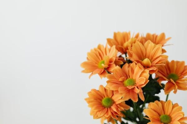 天安吉祥樹終身重大疾病保險可靠嗎？有哪些保障？