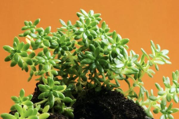 國聯(lián)達爾文7號重疾險哪里買？好不好？