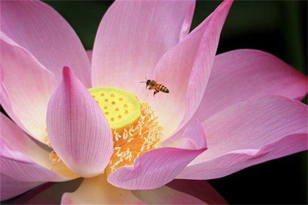 安行如意保是什么保險(xiǎn)？值得買嗎？