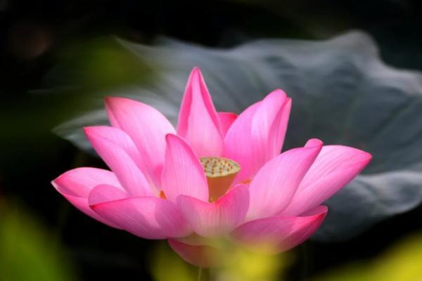 中國(guó)人民保險(xiǎn)旅游意外險(xiǎn)怎么買？怎么報(bào)銷？