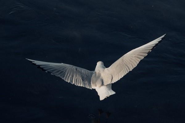 重大疾病醫(yī)?？梢远螆箐N嗎？怎么二次報銷？