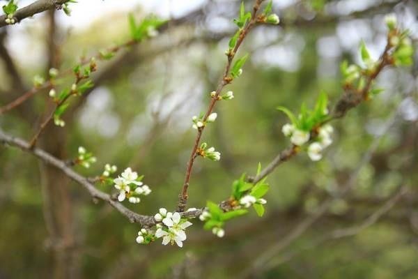 養(yǎng)老保險(xiǎn)包含醫(yī)療保險(xiǎn)嗎？養(yǎng)老保險(xiǎn)保障什么？