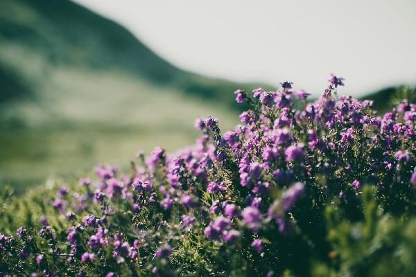 支付寶上的螞蟻保險可以買嗎？怎么買？