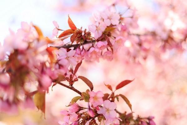 蘇州市大病醫(yī)療保險怎樣報銷？報銷流程是什么？