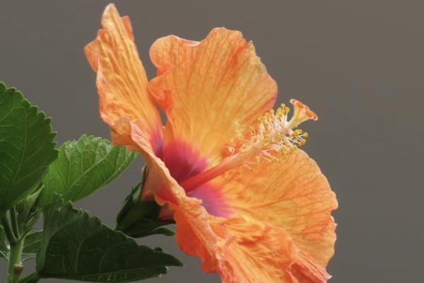 建樂增額終身重大疾病分紅型屬于是什么產(chǎn)品？可以分紅多少？