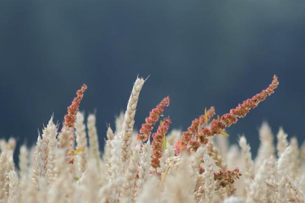 信泰保險(xiǎn)如意紅A款可靠嗎？表現(xiàn)如何？