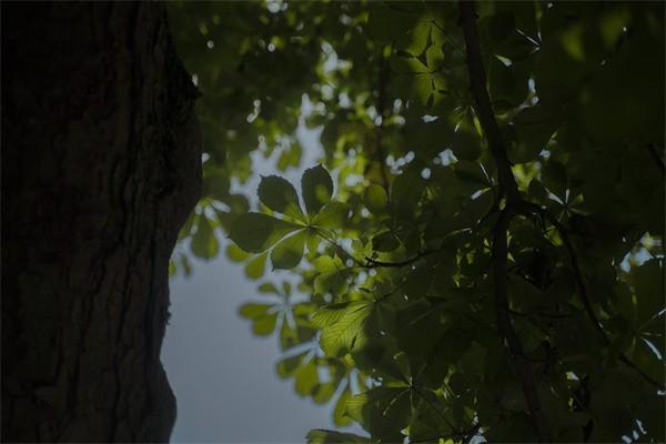 太平福祿康逸終身重大疾病保險返本金嗎？值得買嗎？