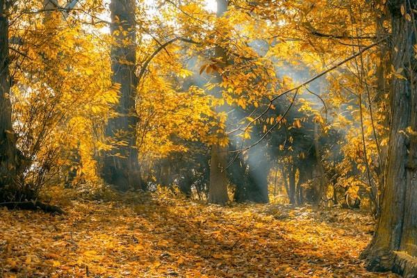 金瑞人生c款終身壽險(xiǎn)分紅型附加重疾怎么樣？靠譜嗎？