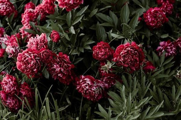 農(nóng)銀人壽分紅型保險(xiǎn)可靠嗎？到期后可以取出本金嗎？