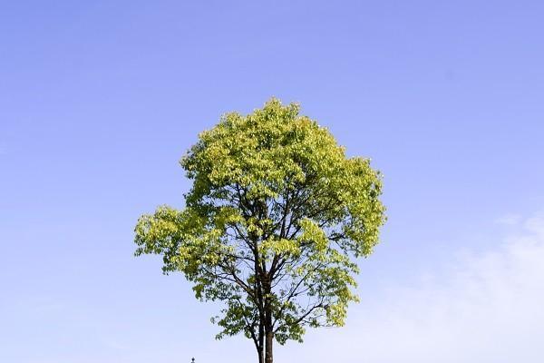 大地保險(xiǎn)團(tuán)體意外險(xiǎn)賠償標(biāo)準(zhǔn)是什么？怎么理賠？