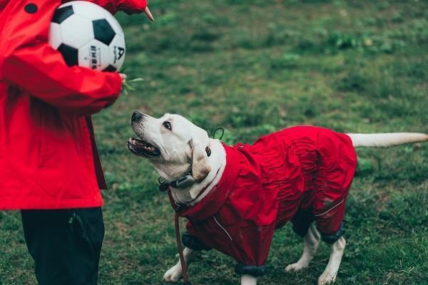 人壽意外險(xiǎn)狂犬疫苗能報(bào)多少嗎？怎么報(bào)銷？