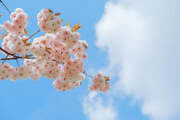 飛機(jī)失事沒買意外險(xiǎn)賠償嗎？有必要買嗎？
